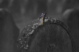 Zeichen von verstorbenen Tieren. Schmetterling